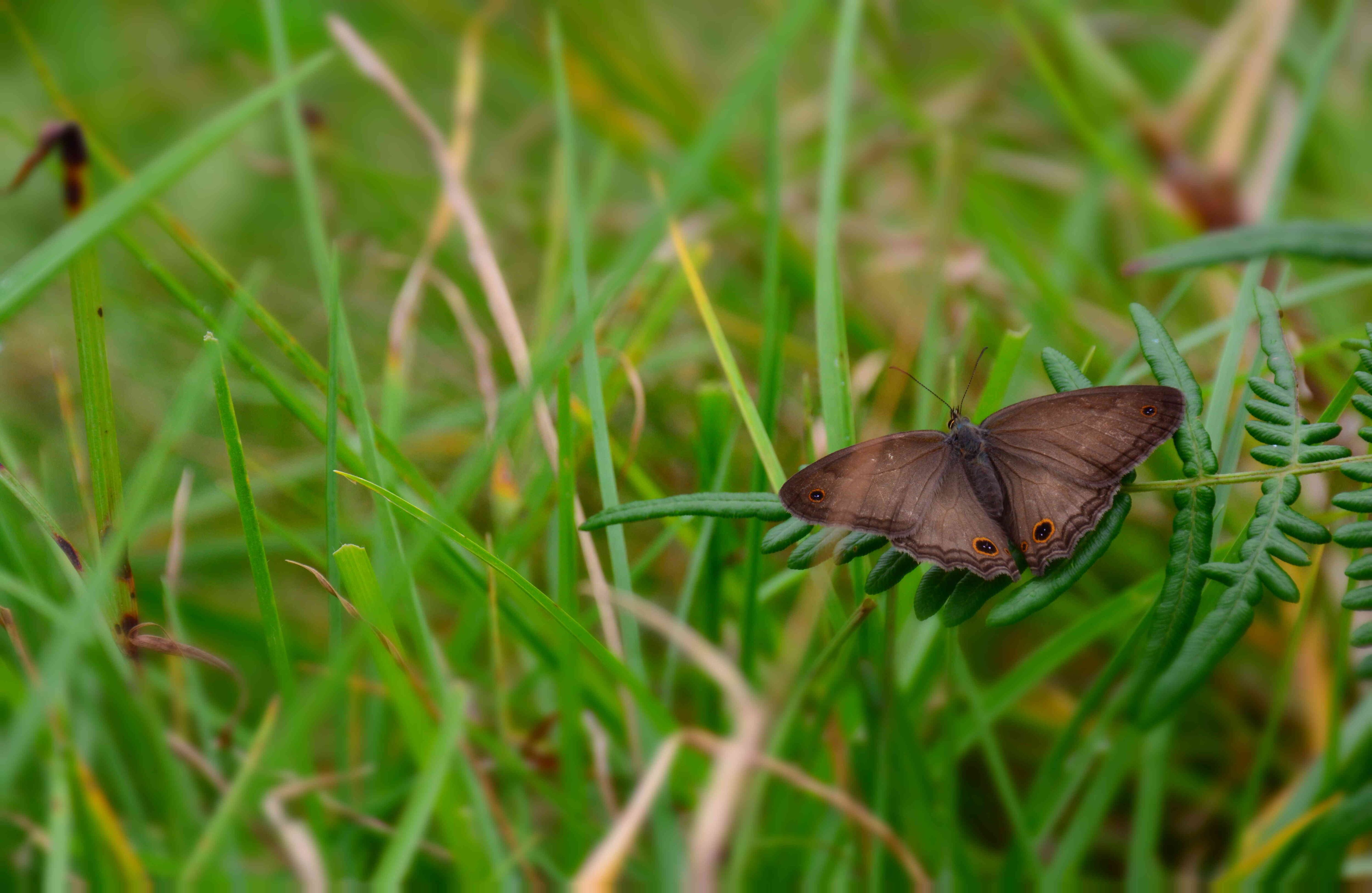 Es el hábitat de más de 120 especies de aves y 198 especies de plantas. Foto: Ingenio Providencia.