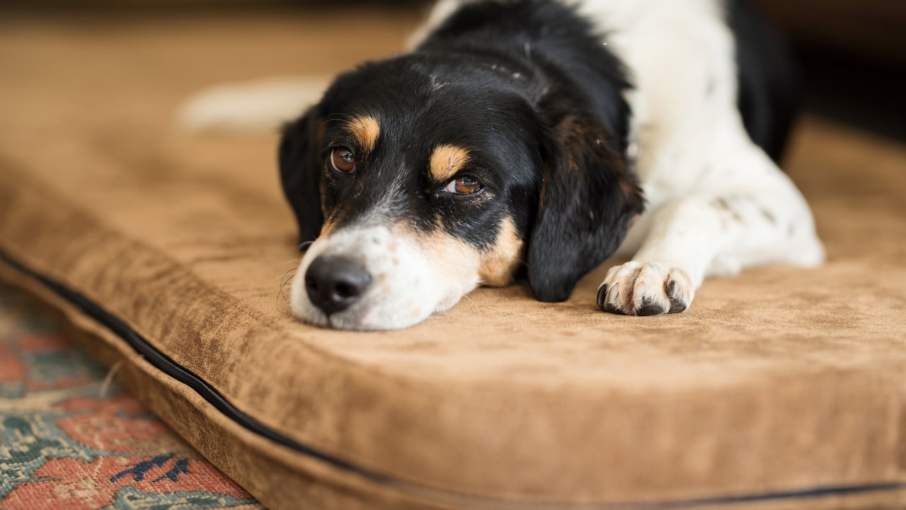 Los síntomas de la intoxicación por cebolla pueden variar desde malestar estomacal hasta signos más preocupantes como letargo y dificultad para respirar, lo que subraya la importancia de la vigilancia constante por parte de los propietarios.