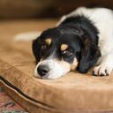 La gravedad de la toxicidad por cebolla reside en su capacidad para acumularse con el tiempo, lo que significa que incluso pequeñas cantidades ingeridas repetidamente pueden tener consecuencias devastadoras para la salud de un perro.