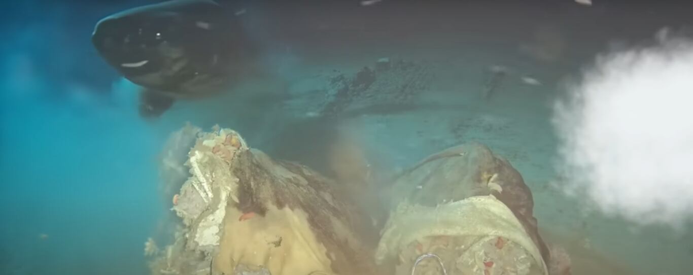 Tiburones captados en cámara