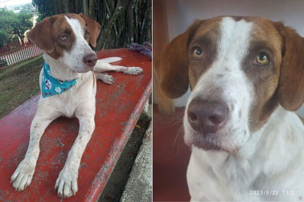 Burbuja es una perrita que fue víctima de violación sexual en Colombia y quien se convirtió en una de las inspiraciones de los animalistas para promover leyes contra el maltrato animal.