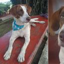 Burbuja es una perrita que fue víctima de violación sexual en Colombia y quien se convirtió en una de las inspiraciones de los animalistas para promover leyes contra el maltrato animal.