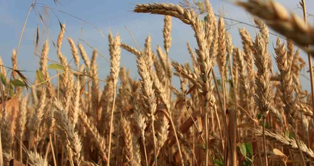 Cultivo de cereales en Colombia. Getty