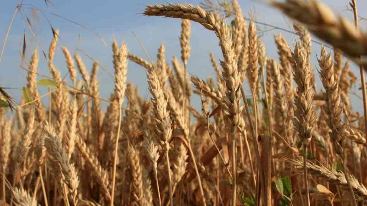 En mayo de 2022, la Unión Europea suspendió por un año los derechos de aduana sobre productos de Ucrania.