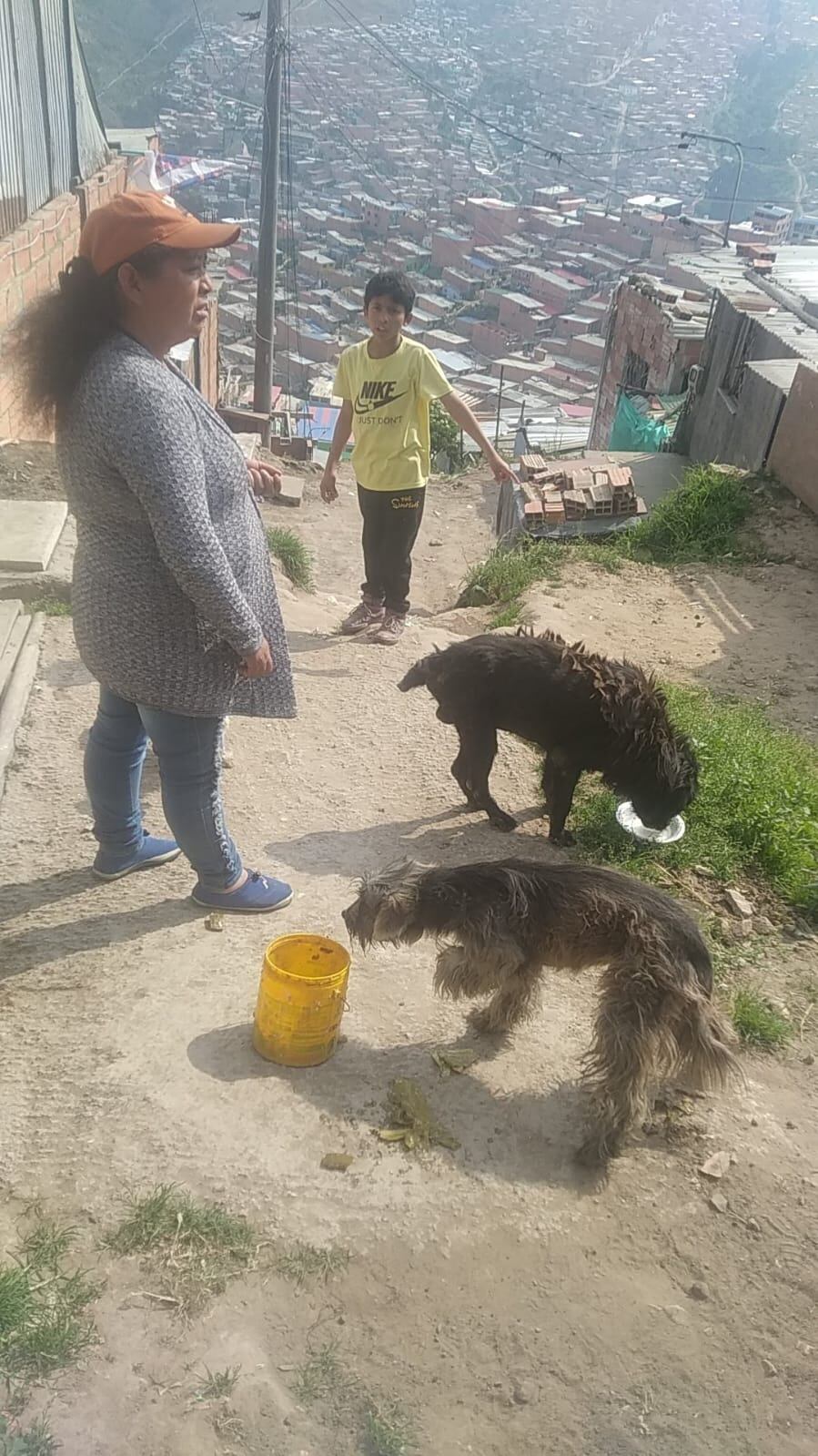 Intolerantes mataron y desaparecieron perros y gatos de un refugio en Soacha