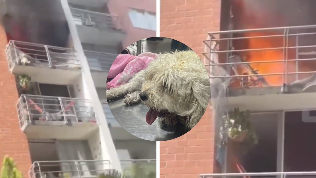 Molly, perra que falleció tras saltar de un quinto piso en Neiva, huyendo de un incendio.