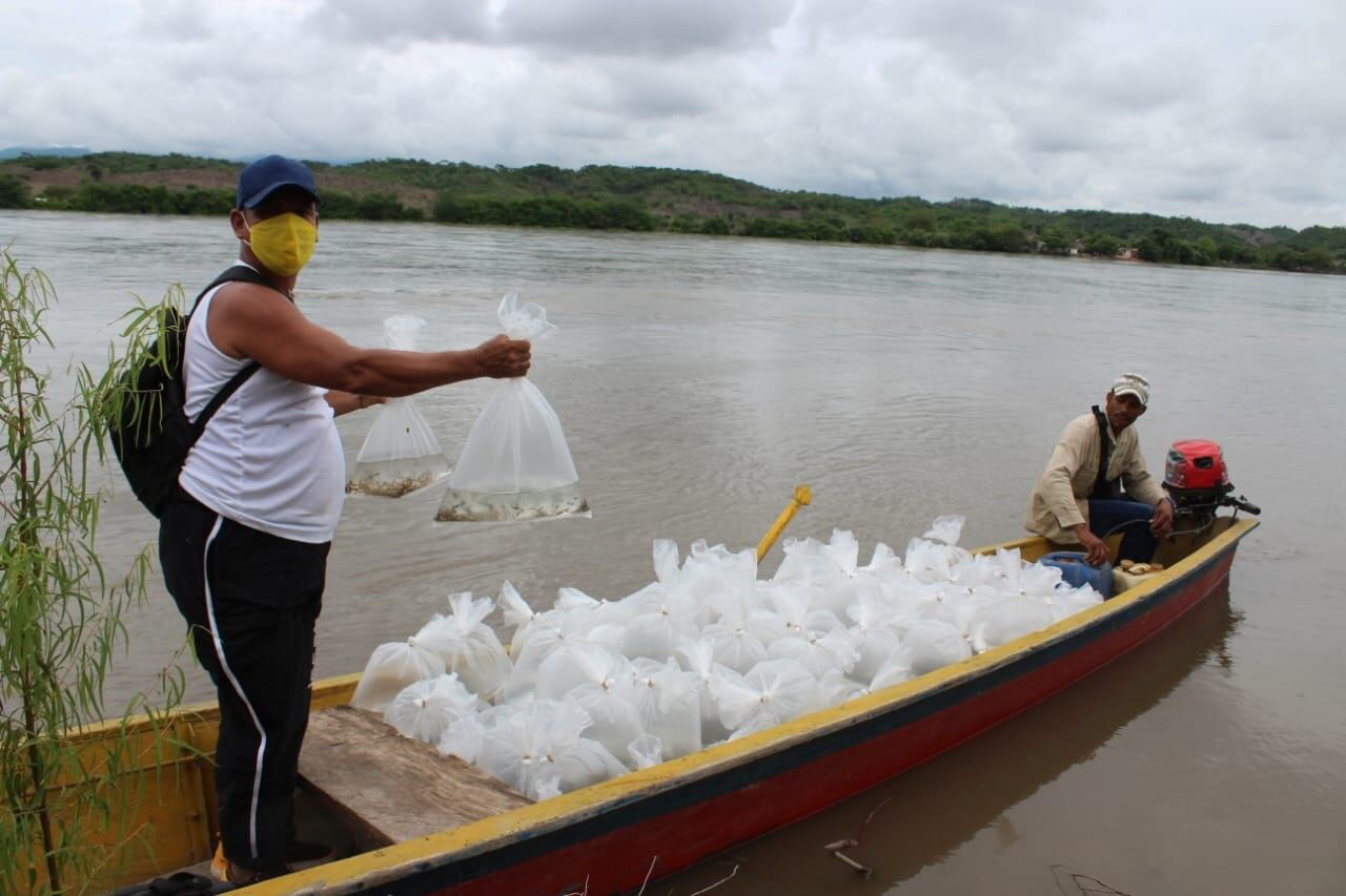 siembra de alevinos en ciénagas