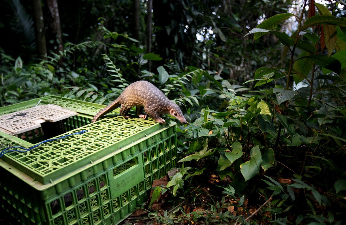 Un mamífero manis sale de una jaula al ser liberado en una reserva natural de Indonesia. (AP)
