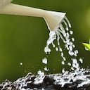 Las plantas necesitan de un riego adecuado para permanecer vivas.