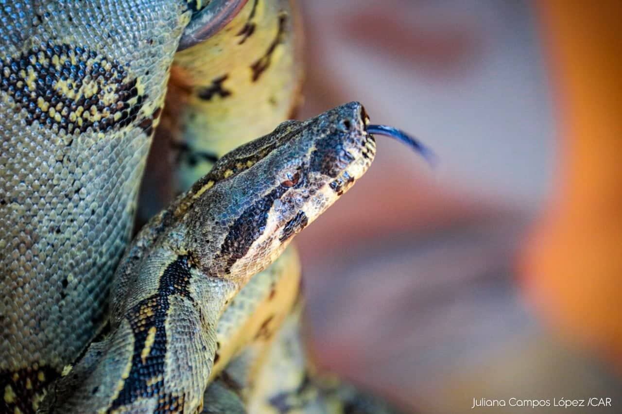 Boa constrictora hallada en Fusagasugá