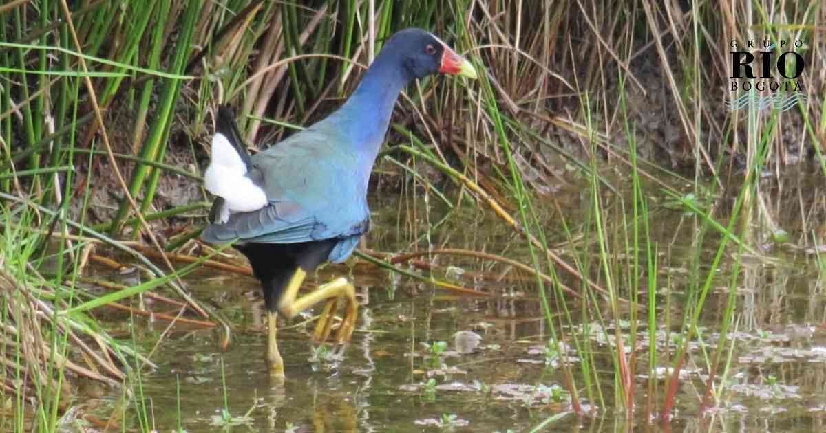 1.663 tinguas azules fueron recuperadas en la pasada época migratoria en Bogotá. Foto: SDA.