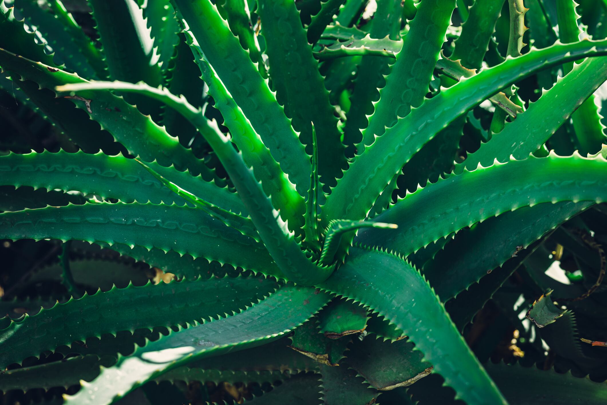 Aloe vera