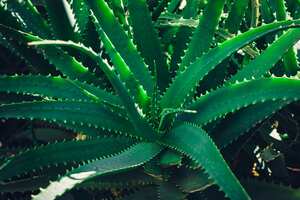 El aloe vera es una planta de cuidado fácil.