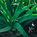 El aloe vera es una planta de cuidado fácil.