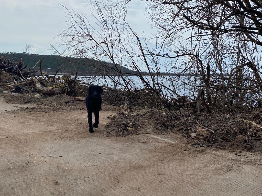 Abandono y hambre: precaria situación de los animales en San Andrés, Providencia y Santa Catalina