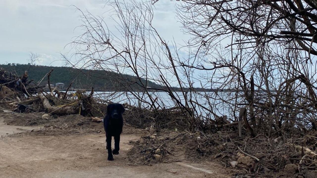 Abandono y hambre: precaria situación de los animales en San Andrés, Providencia y Santa Catalina