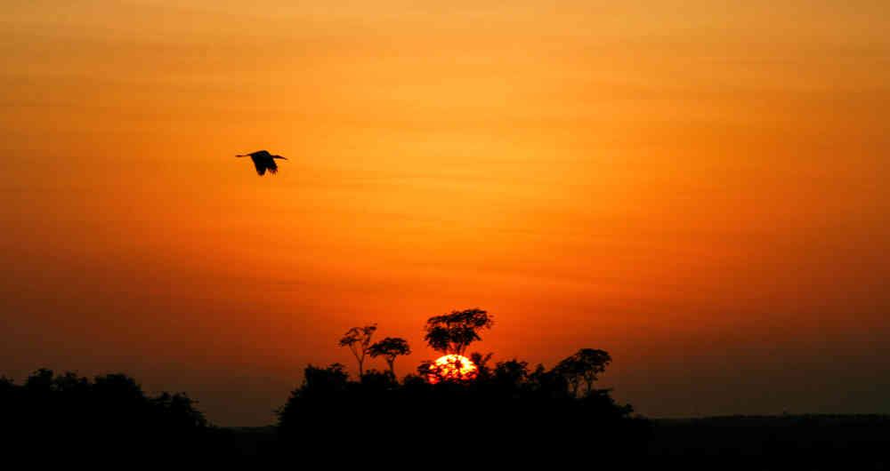 Un típico atardecer llanero, donde los morichales y las aves conviven.