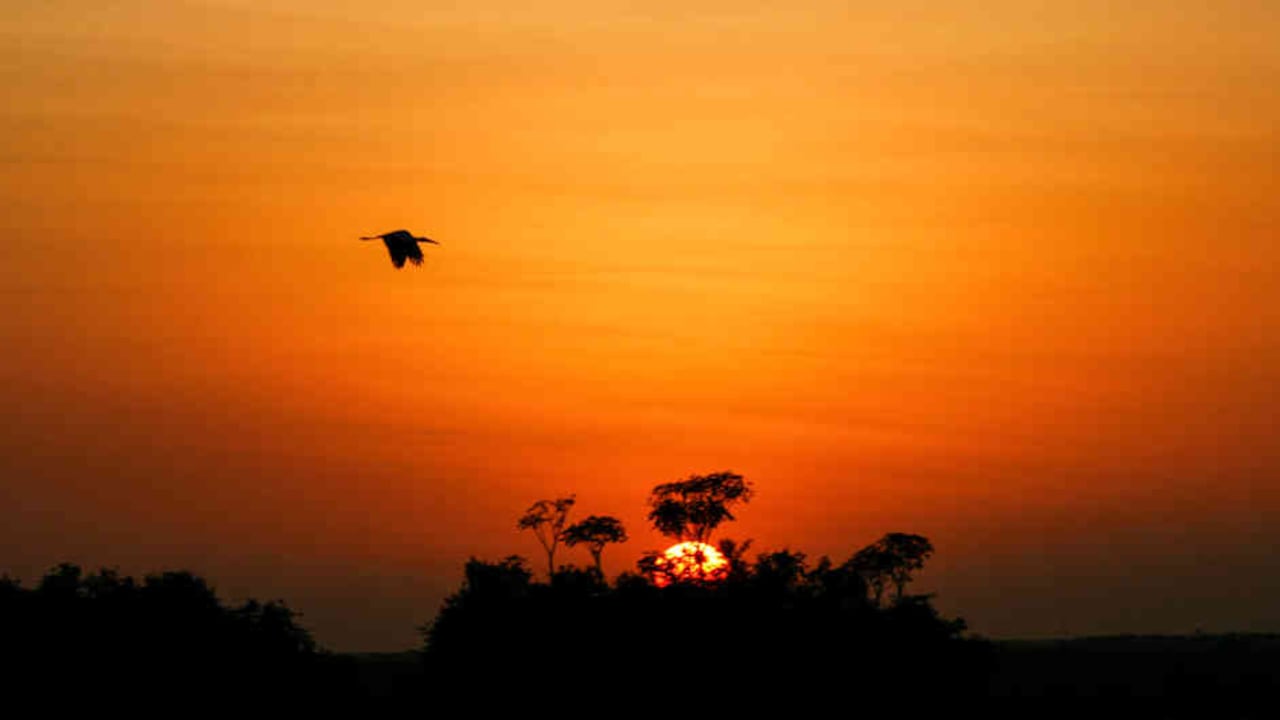 Un típico atardecer llanero, donde los morichales y las aves conviven.