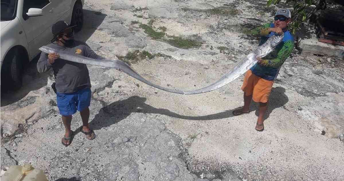 Este fue el pez remo que encontraron unos pescadores mexicanos a comienzos en junio de 2022. Foto: Facebook Macheto Snap Cozumel Surf.