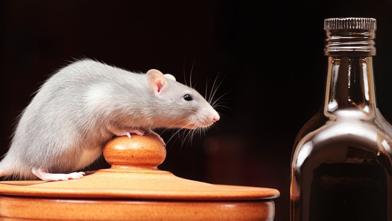 Vinagre para ahuyentar ratones.