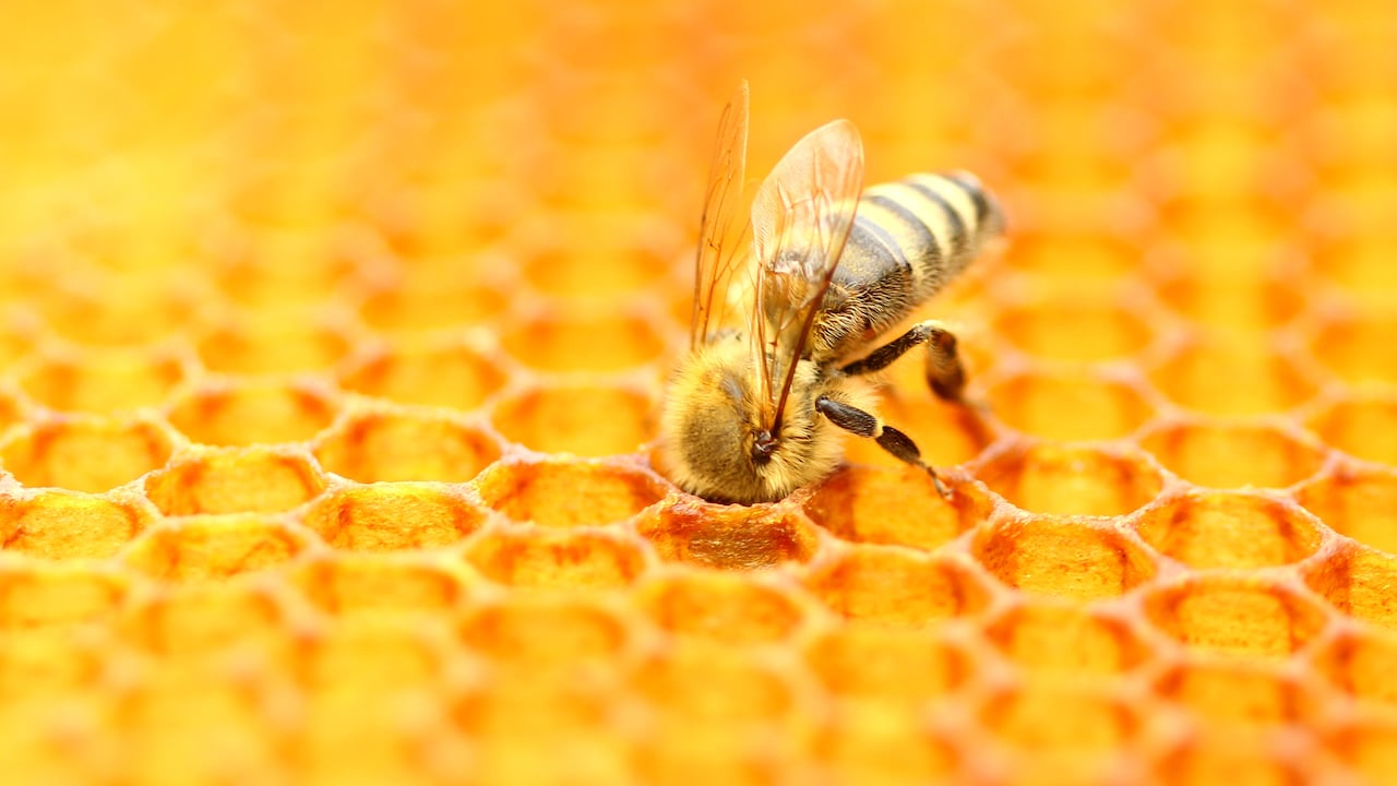 La miel ayuda a mejorar el tránsito intestinal, al igual que los alimentos ricos en fibra.