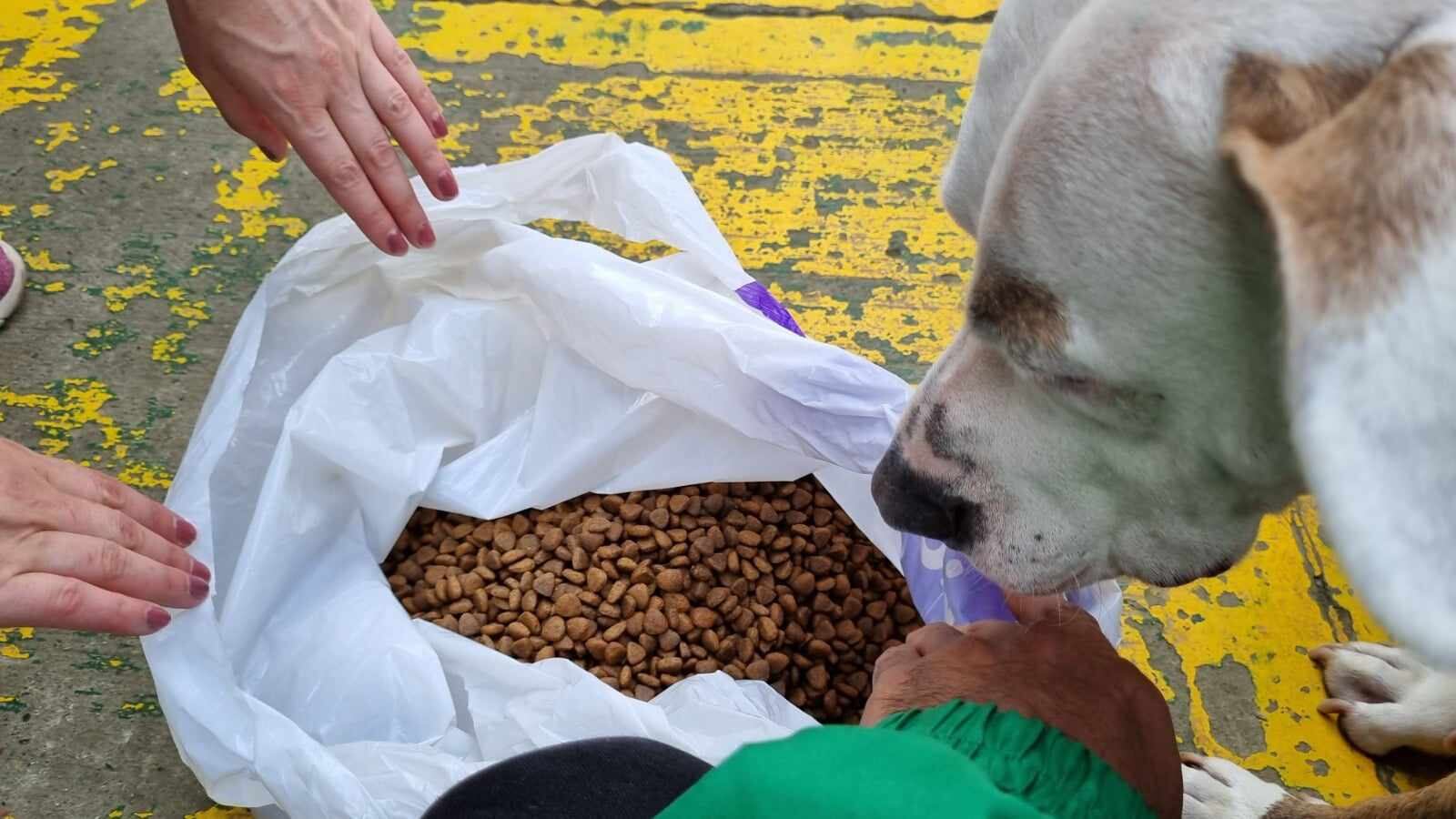Muchos de los perros que deambulan por las calles en Bogotá fueron abandonados.