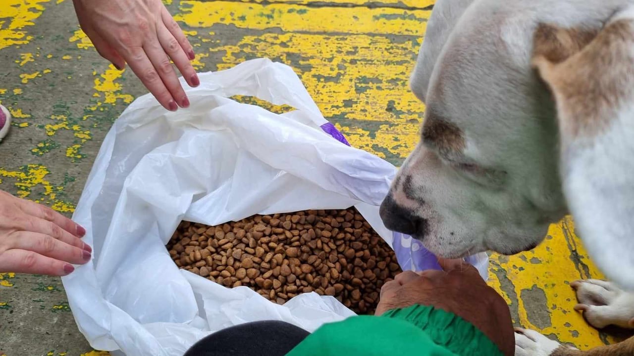 Según las autoridades distritales, entre 50.000 y 70.000 animales como perros y gatos no tienen tutor en Bogotá.