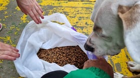 Muchos de los perros que deambulan por las calles en Bogotá fueron abandonados.