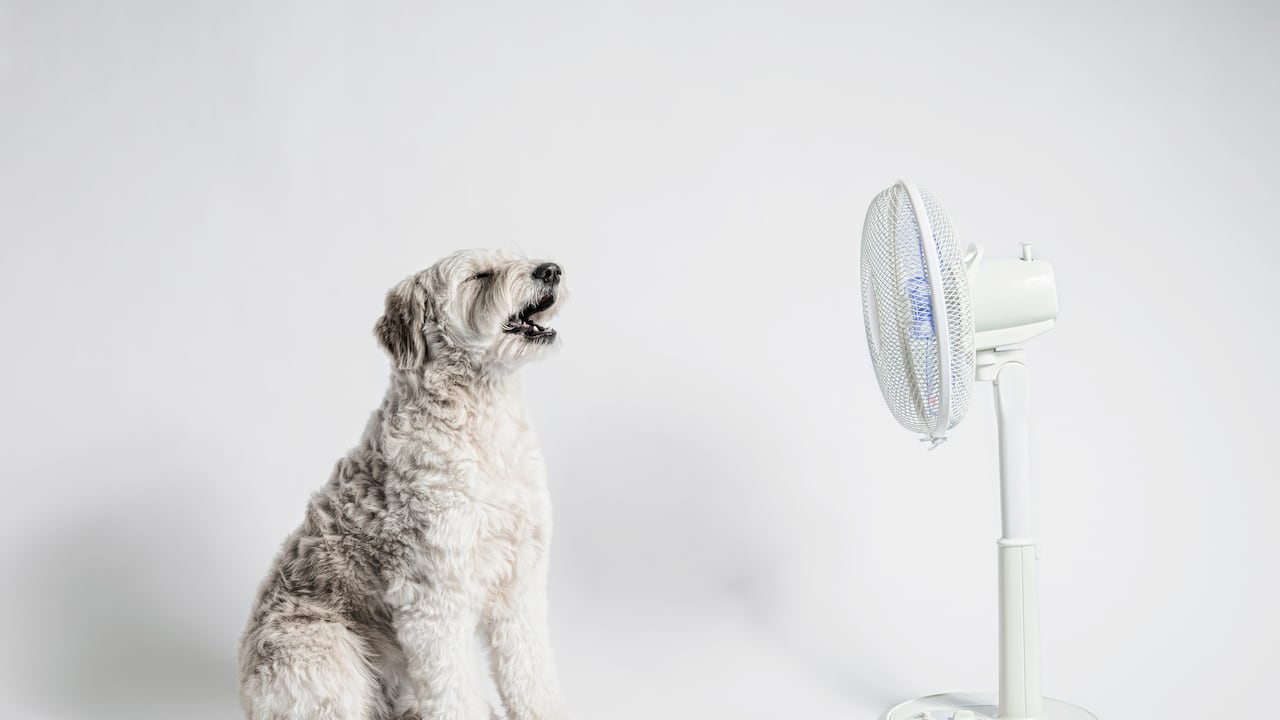 Los perros pueden verse afectados por las olas de calor.