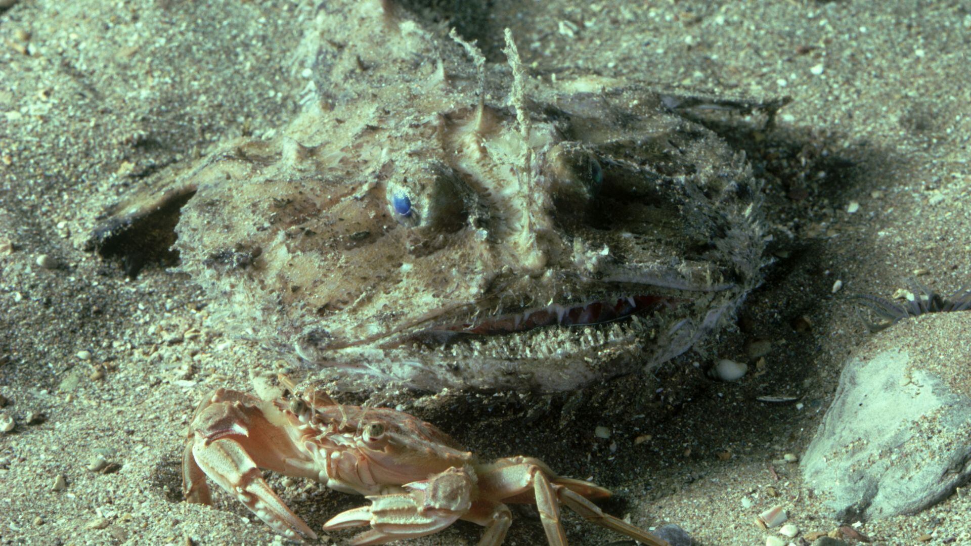 En lugar de perseguir, utiliza el camuflaje: se entierra y espera inmóvil a que las presas se acerquen.