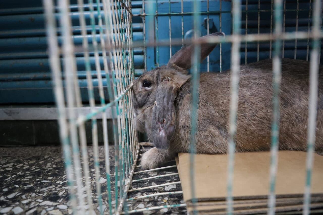 Rescate de animales