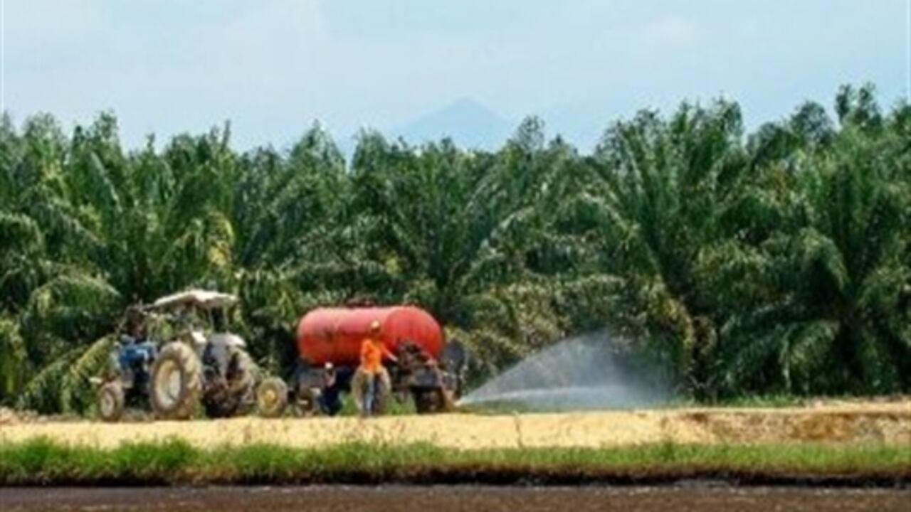 Colombia es el quinto productor del mundo de palma de aceite, con el 2,3% de la producción mundial y el primer productor de Latinoamérica.