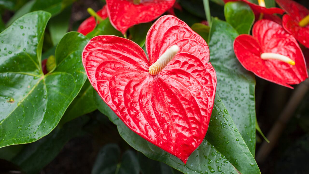 Embárquese en este emocionante viaje de jardinería y vea florecer su hogar con estas elegantes plantas.
