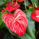 Desde la elección cuidadosa de la planta madre hasta el trasplante experto, presentamos un detallado paso a paso para la reproducción de anturios.