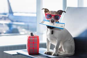 Bark Air, aerolínea para perros.