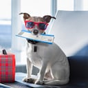 Bark Air, aerolínea para perros.