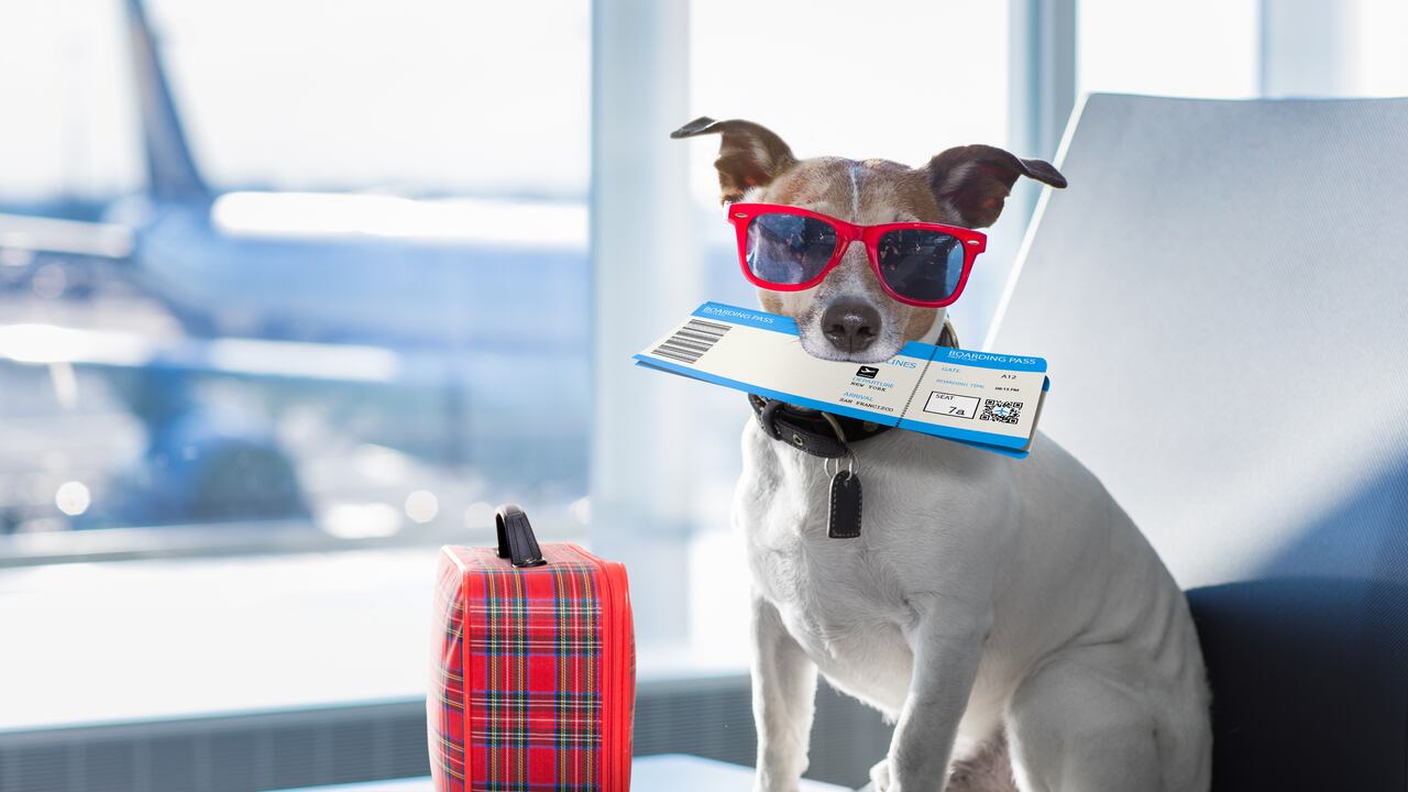 Bark Air, aerolínea para perros.