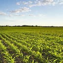 Este grano dorado deslumbró a los españoles desde los tiempos de Cristóbal Colón, y a Europa entera, levantada con trigo y cebada.