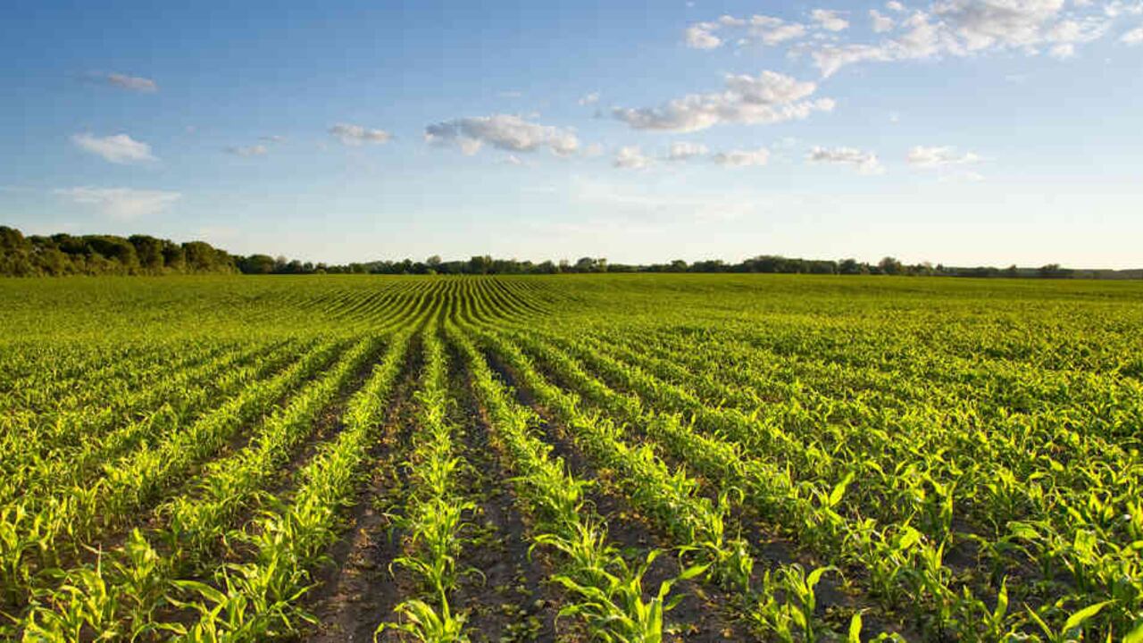 Este grano dorado deslumbró a los españoles desde los tiempos de Cristóbal Colón, y a Europa entera, levantada con trigo y cebada.