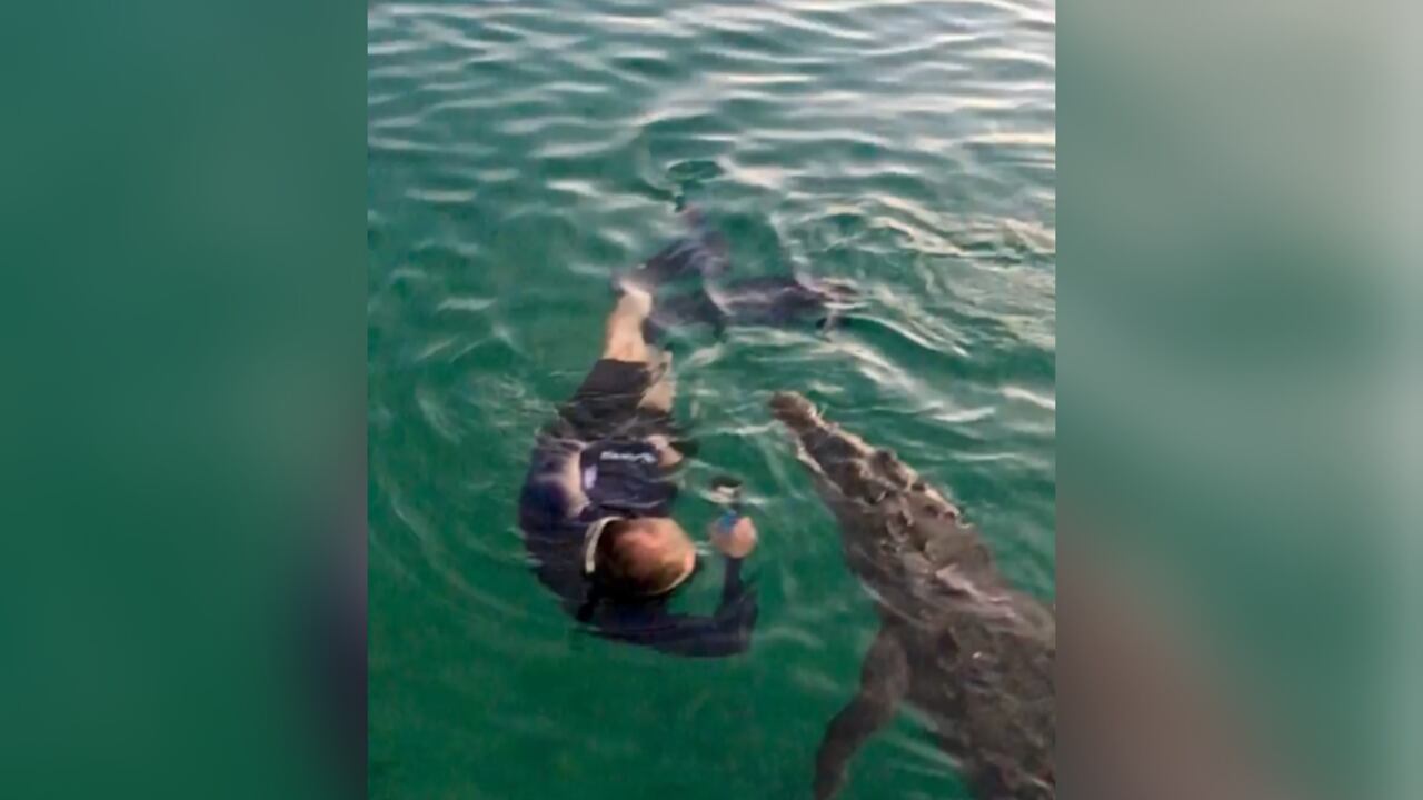 Pirry estaba en el agua con un dispositivo con el que le tomó fotos al animal.