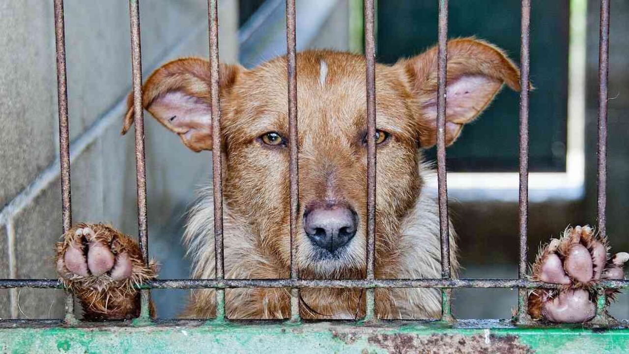 El dictador de Corea del Norte, Kim Jong, ordenó confiscar todos los perros domésticos de Pionyang, la capital de esa república comunista. Foto: Pixabay.