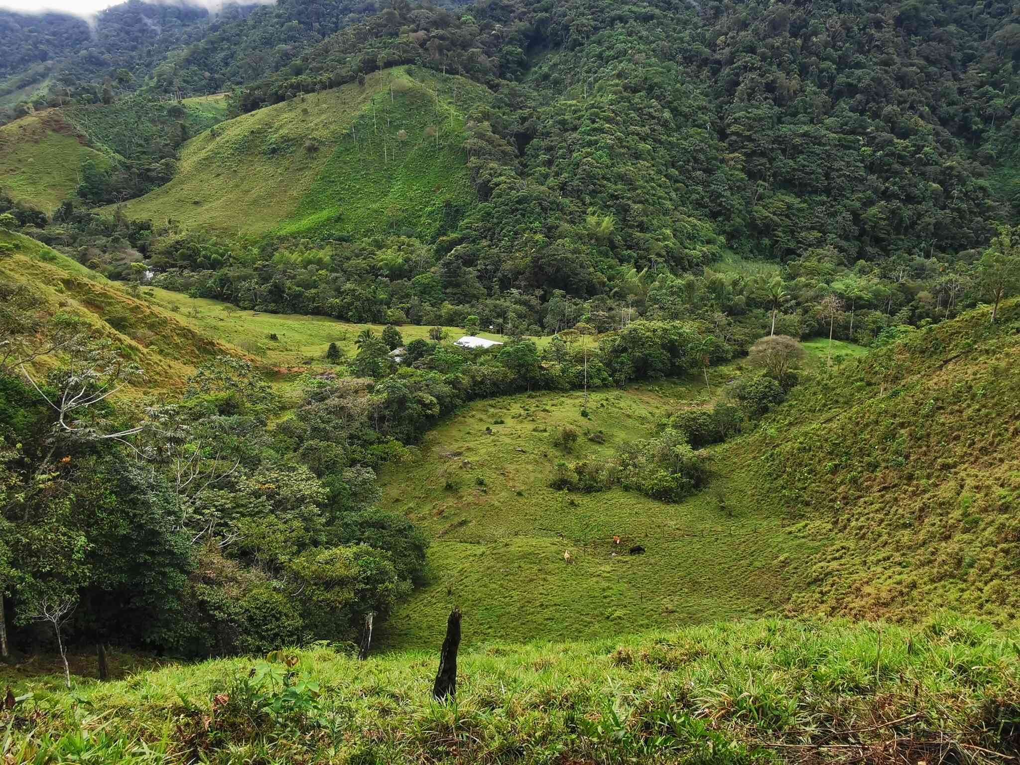 Una de las apuestas es al desarrollo de proyectos productivos sostenibles en la Amazonia. ©TNC/archivo