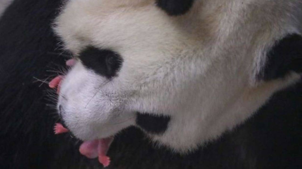 La osa panda Hao Hao dio a luz a gemelos, tras haber sido inseminada en abril. Foto: GETTY