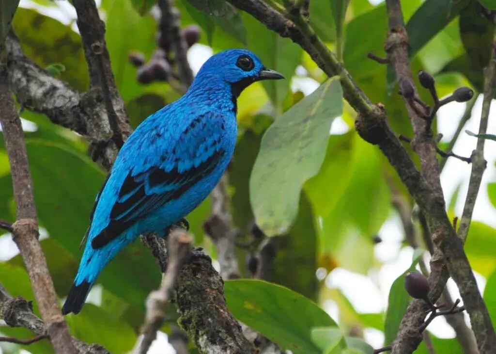 Cotinga azul.