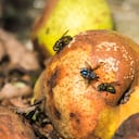 Las moscas suelen aparecer en la materia orgánica en descomposicón.