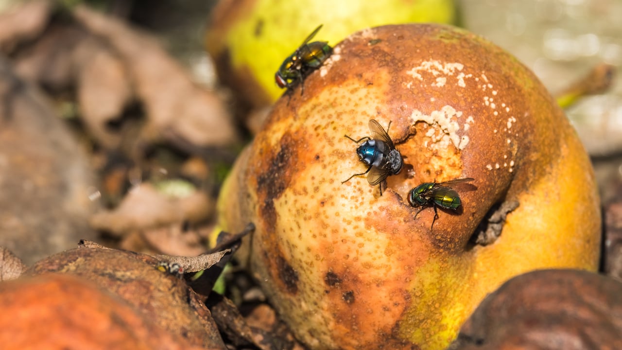 Las moscas suelen aparecer en la materia orgánica en descomposicón.