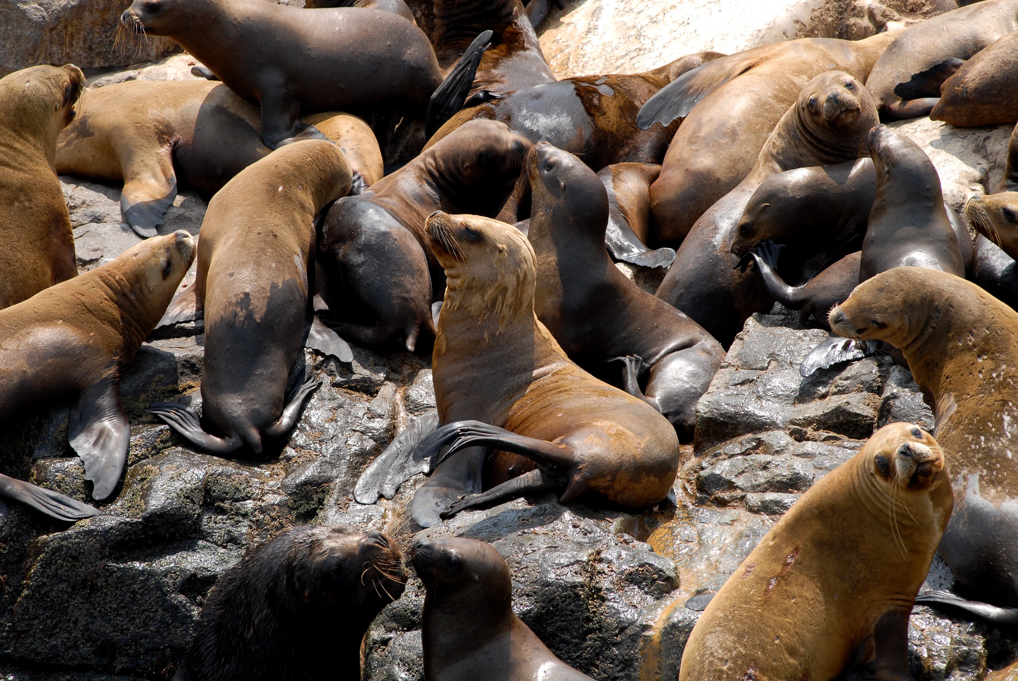 Lobos marinos en las Islas Palomino.