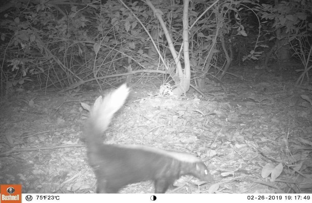 Foto: Parques Nacionales Naturales