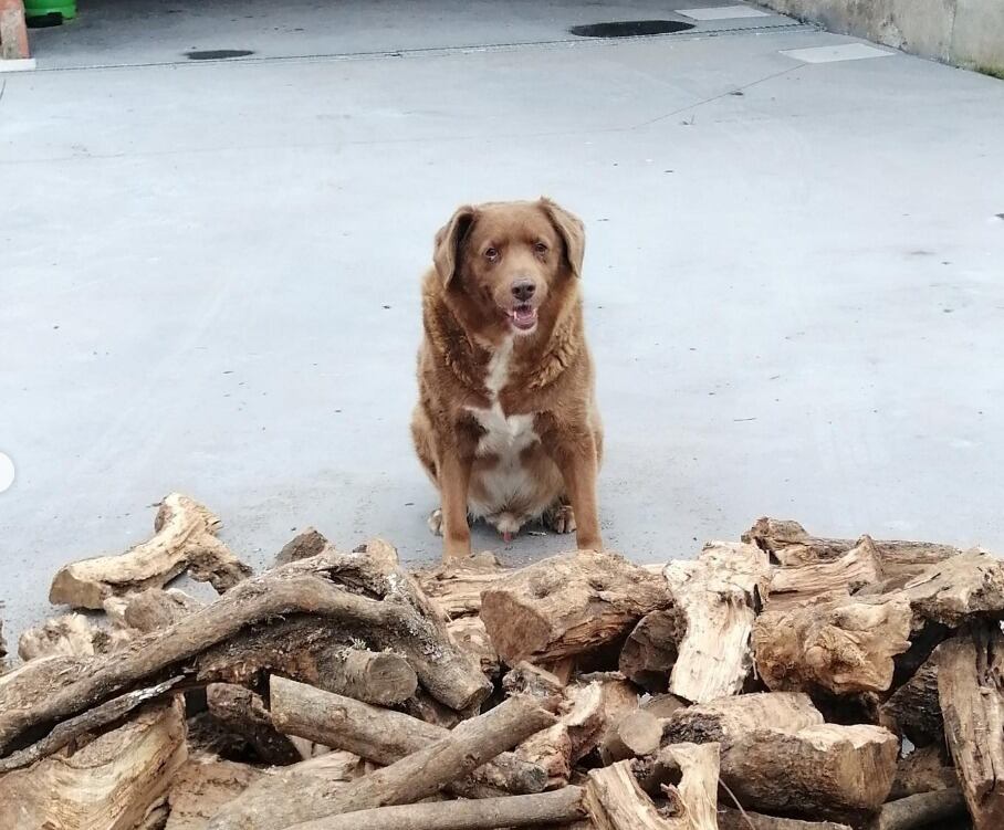 Bobi, el perro más viejo del mundo cumple 31 años de edad.