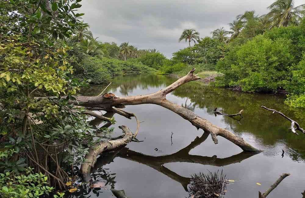 Foto: Parques Nacionales Naturales